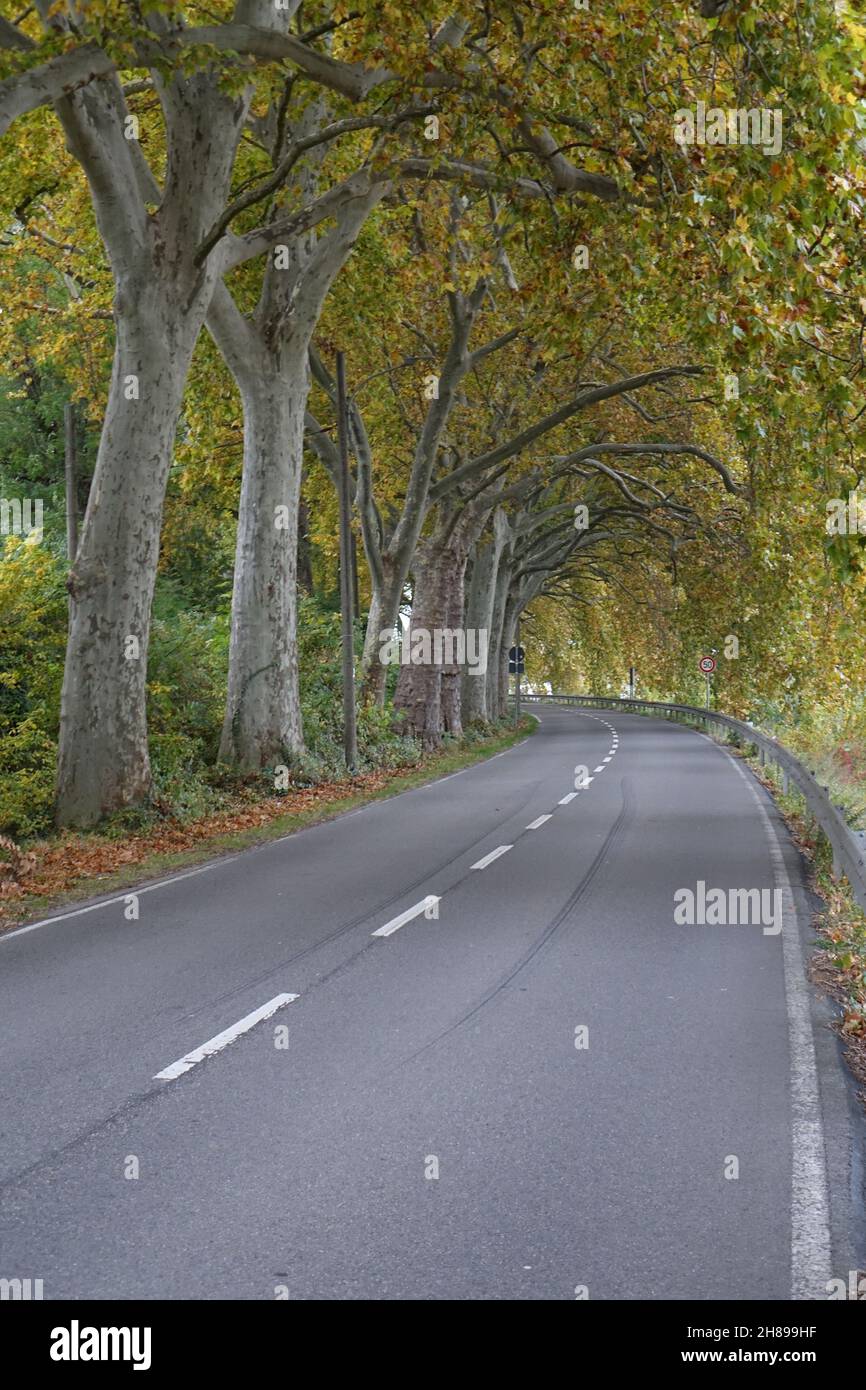 Tunnel wie Ahornallee im Herbst, Altrip, Rheinland-Pfalz, Deutschland Stockfoto