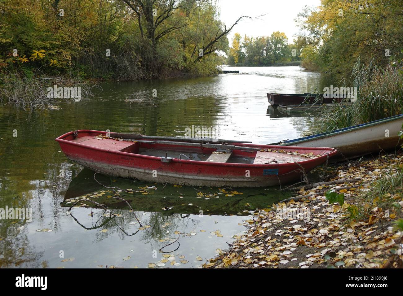 Bunte Boote, die an einem Herbsttag am Ufer des Erholungsgebiets Blaue Adria und natürlichen Lebensraums, Altrip, Rheinland-Pfalz, Deutschland, festgebunden sind Stockfoto