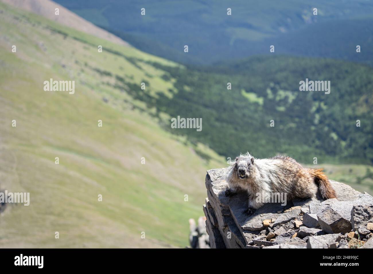 Neugieriges Murmeltier, das die Aussicht auf den Berg in den kanadischen Rockies genießt Stockfoto