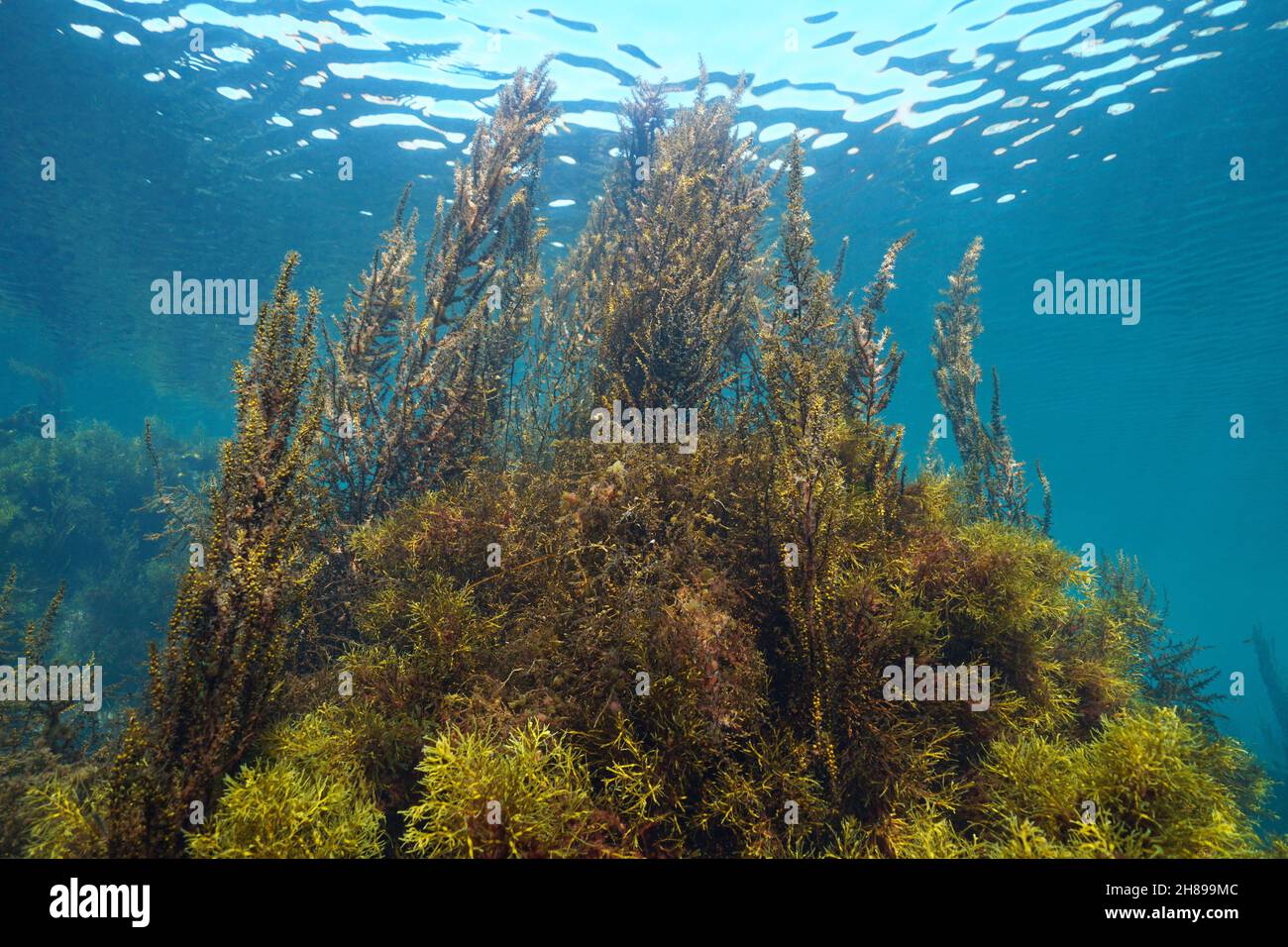 Braunalgen unter der Wasseroberfläche im Ozean (meist Sargassum muticum Algen), Ostatlantik, Spanien, Galizien Stockfoto
