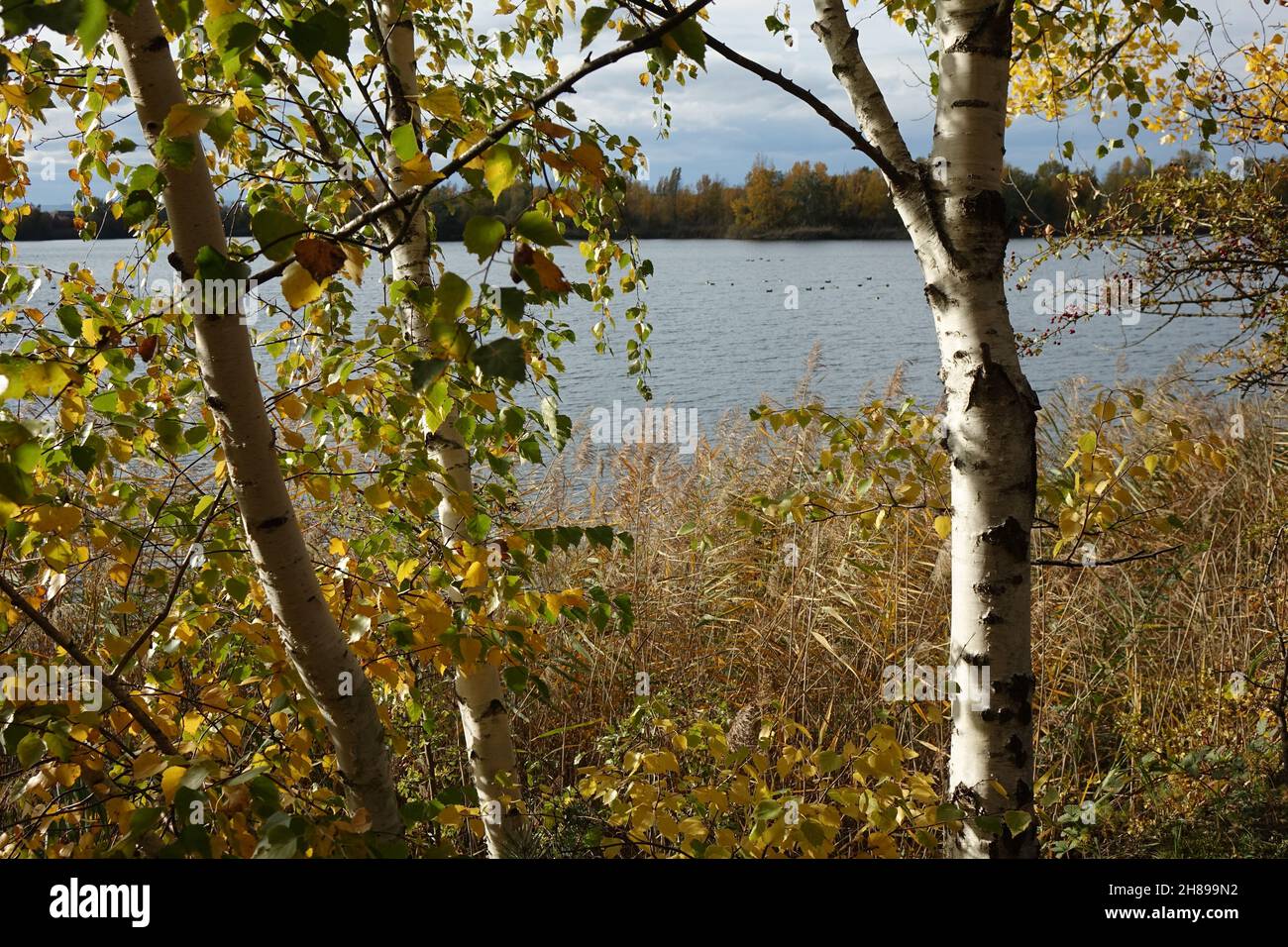 Birken mit goldenen Blättern im Erholungsgebiet Blaue Adria und natürlicher Lebensraum an einem Herbsttag, Altrip, Rheinland-Pfalz, Deutschland Stockfoto