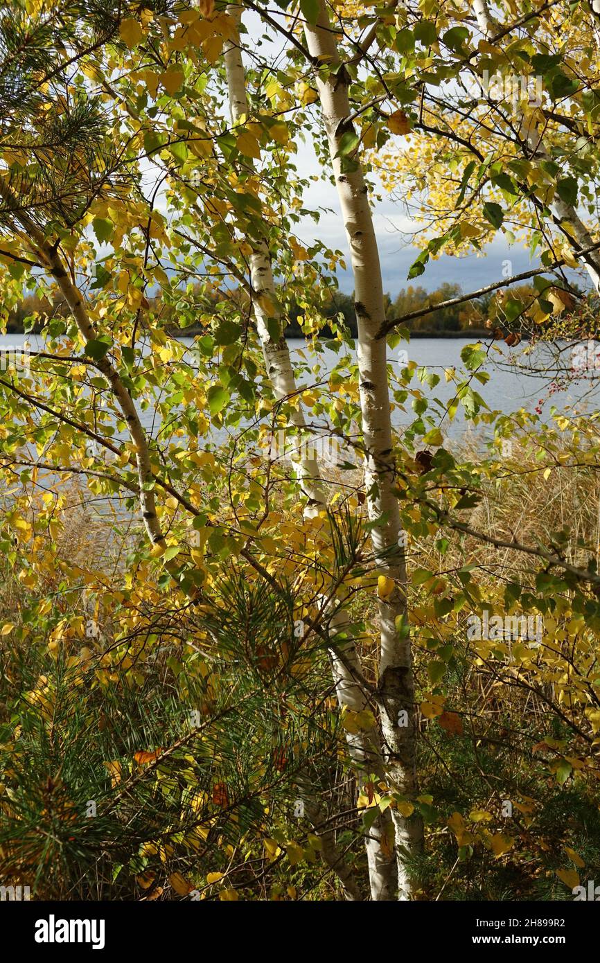 Birken mit goldenen Blättern im Erholungsgebiet Blaue Adria und natürlicher Lebensraum an einem Herbsttag, Altrip, Rheinland-Pfalz, Deutschland Stockfoto