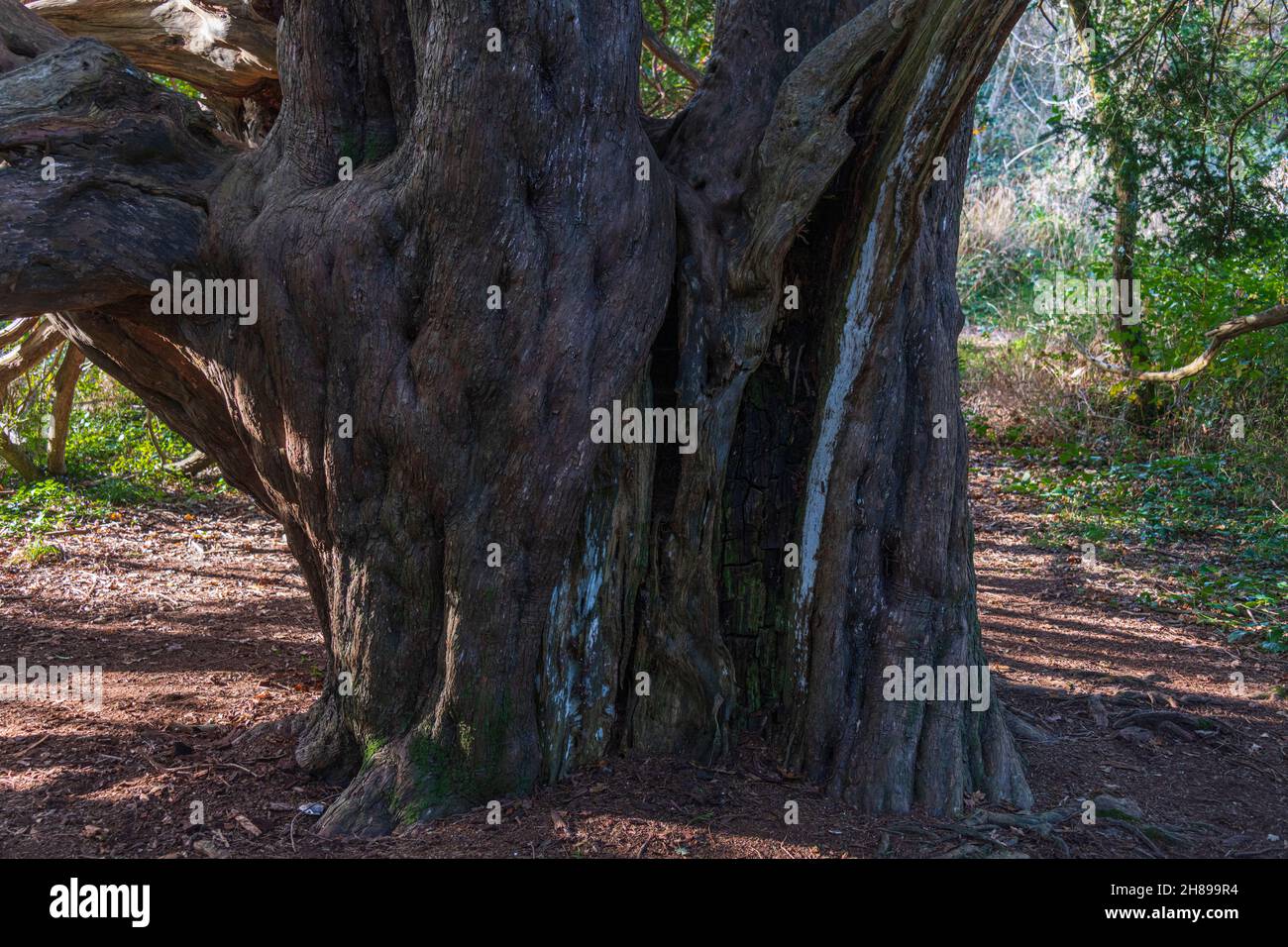 Der Stamm eines alten Eibenbaums in Kingley Vale, West Sussex. Stockfoto