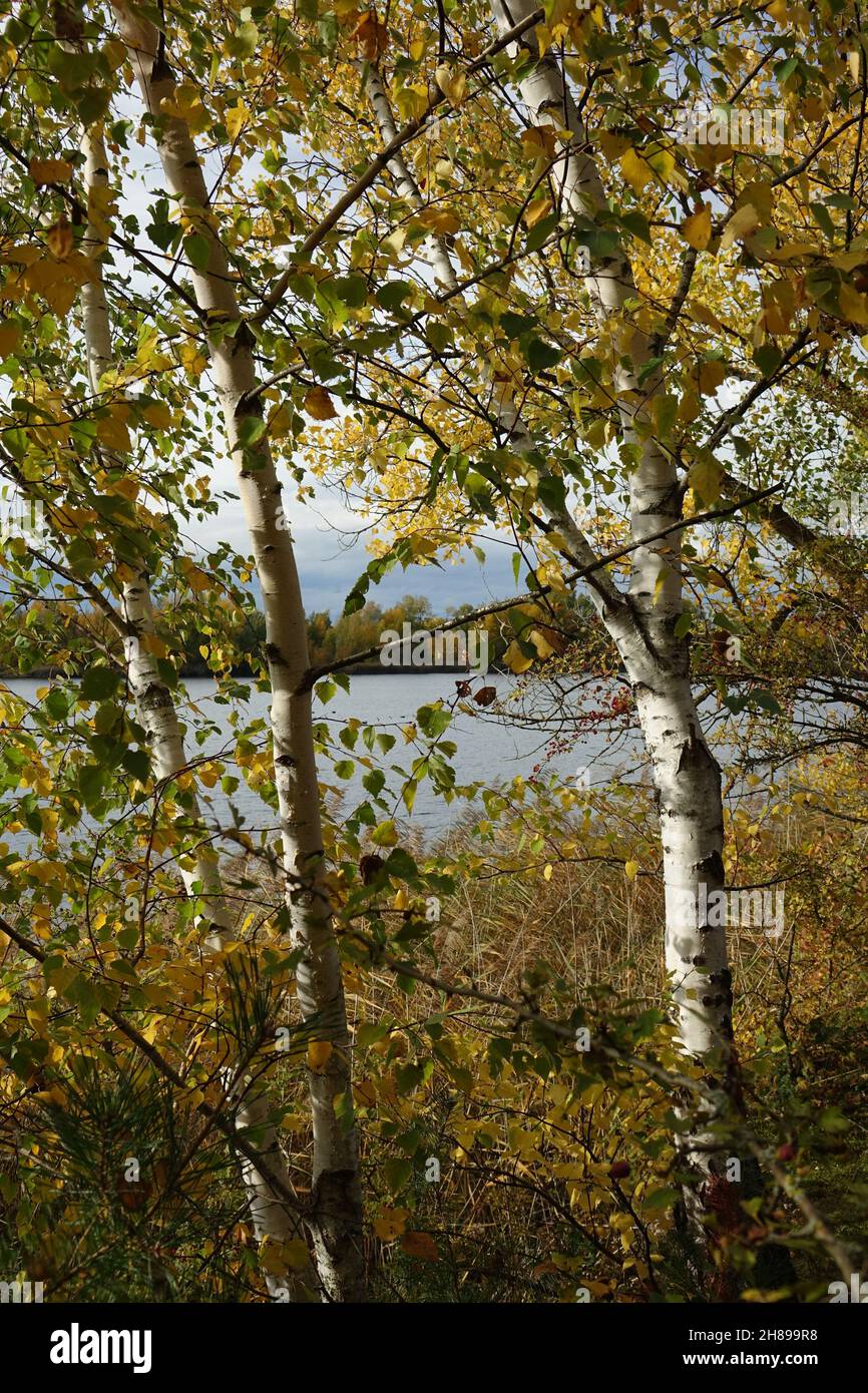 Birken mit goldenen Blättern im Erholungsgebiet Blaue Adria und natürlicher Lebensraum an einem Herbsttag, Altrip, Rheinland-Pfalz, Deutschland Stockfoto