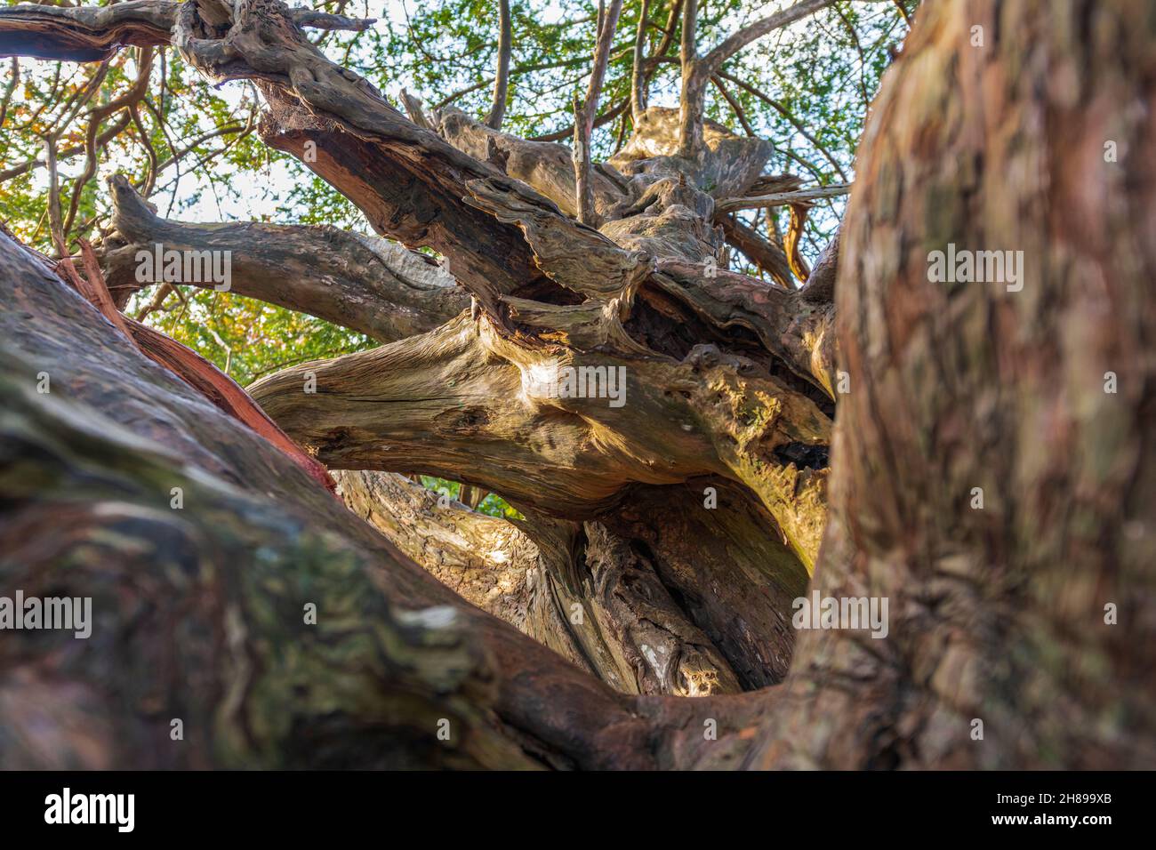 Blick in die Baumkronen eines alten Yew Tree in Kingley Vale, West Sussex. Stockfoto