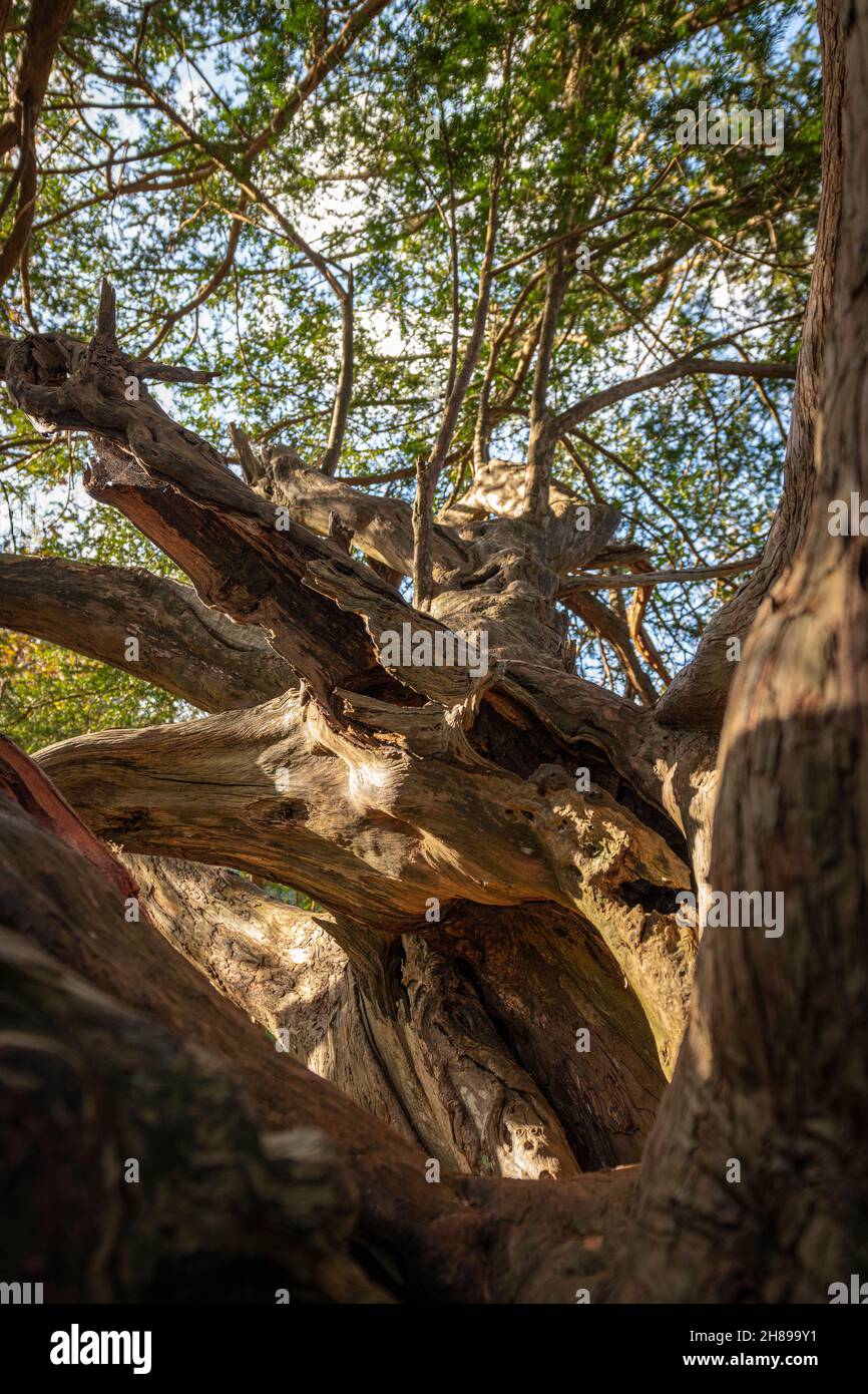 Blick in die Baumkronen eines alten Yew Tree in Kingley Vale, West Sussex. Stockfoto