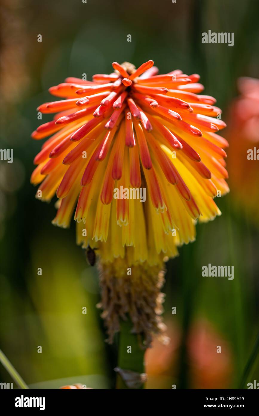 Red Hot Poker Flower (Kniphofia, AKA Tritoma, Fackel Lily oder Poker Pflanze) Stockfoto