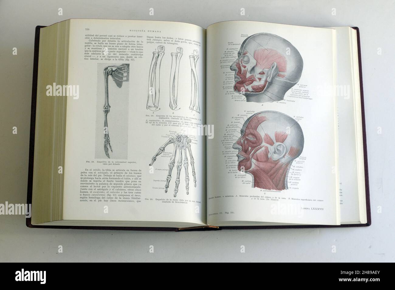 Buch der menschlichen Biologie. Muskeln des Gesichts Stockfoto