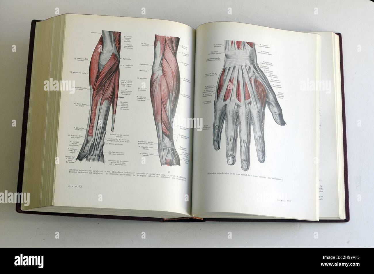 Buch der menschlichen Biologie. Muskeln des Arms und des Hamts, menschliche Körpermuskeln Stockfoto