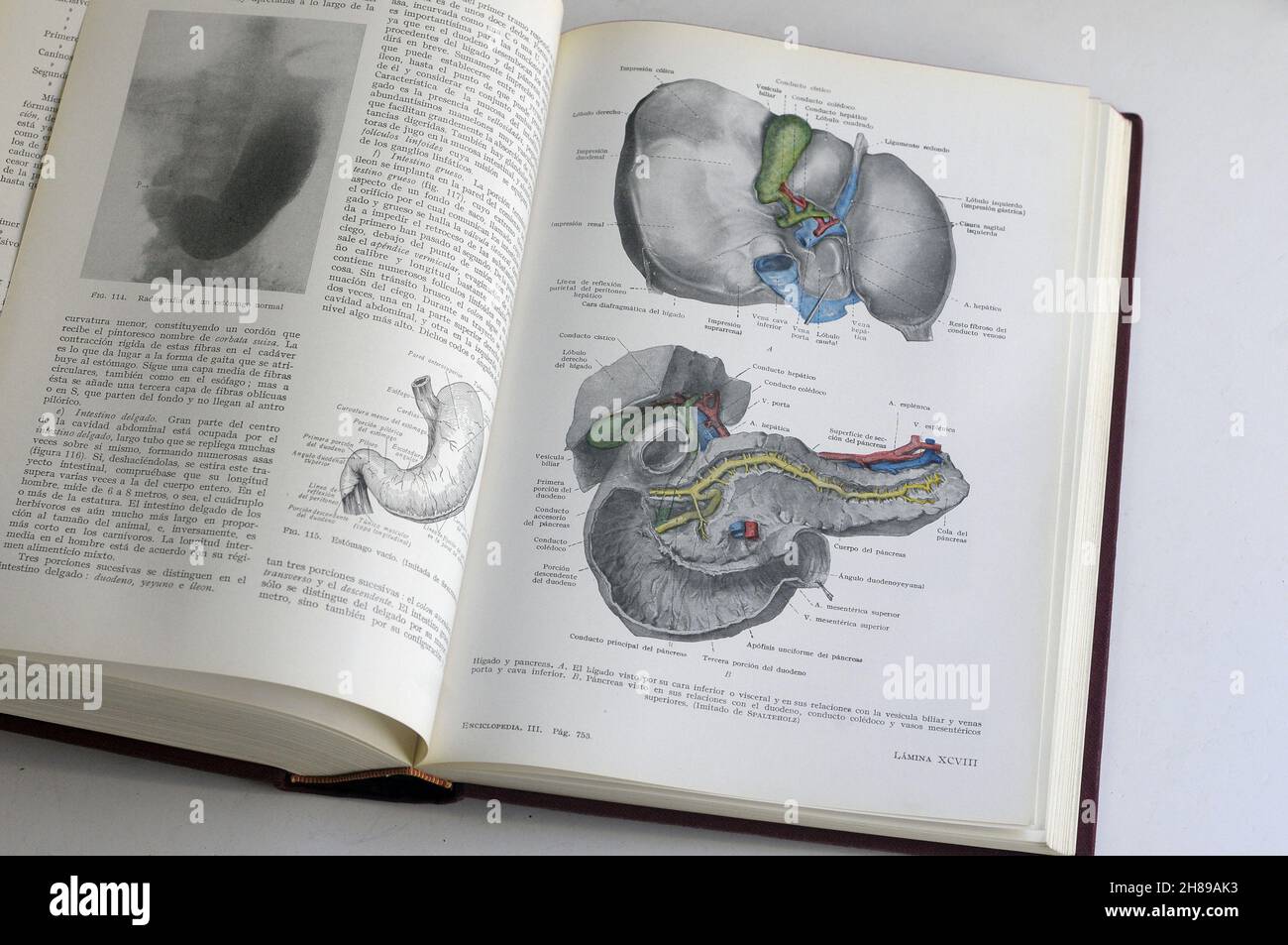 Leber und Bauchspeicheldrüse; Mensch; Körper; offenes Buch; menschliche Biologie; Stockfoto