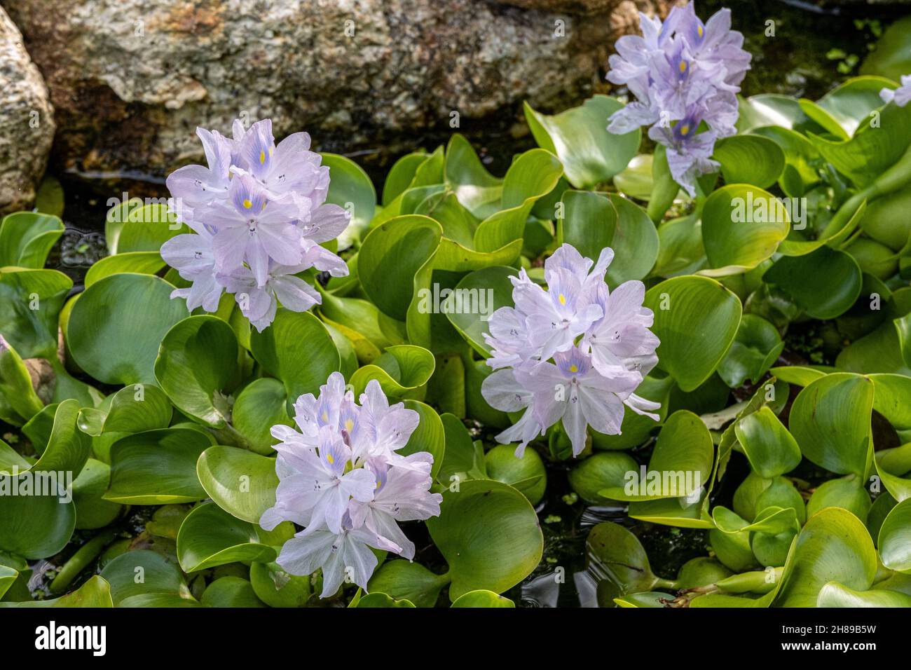 Wasserhyazinthe in einem Garten Stockfoto