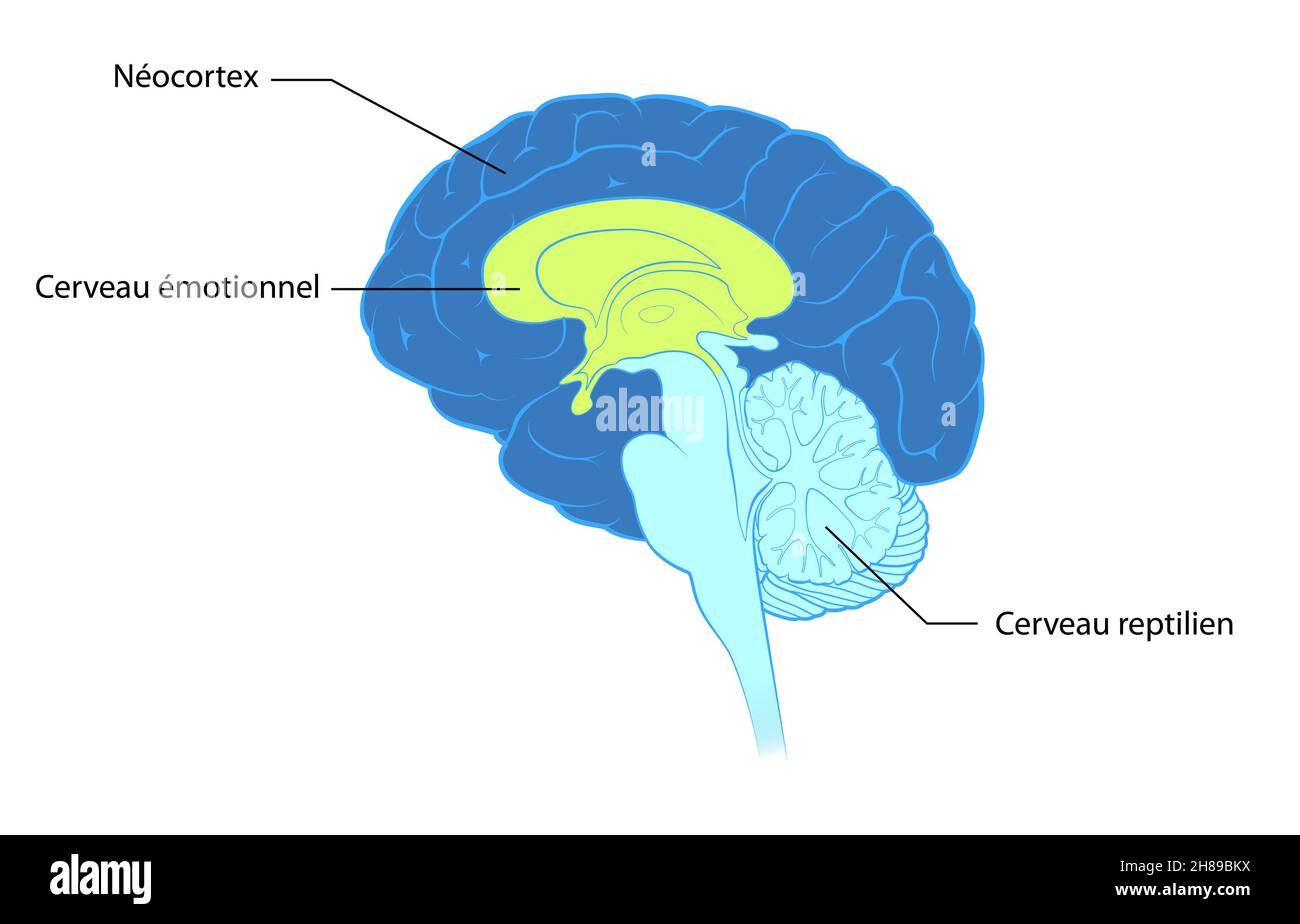 Hirnlegenden Stockfoto