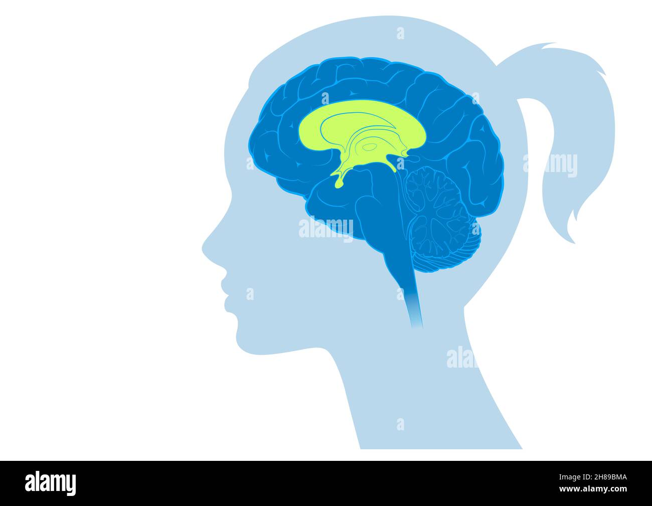 Emotionales Gehirn Stockfoto