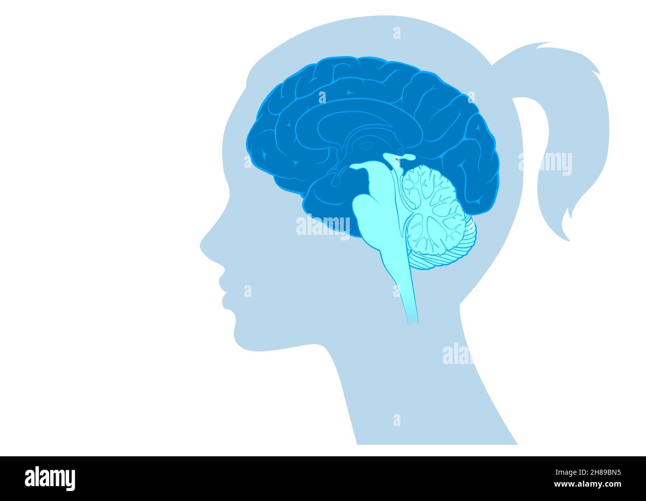 Reptilian Gehirn Stockfoto