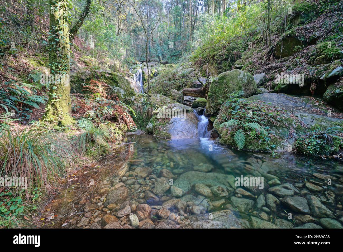 Kleiner Fluss mit klarem Wasser im Wald, Spanien, Galizien, Rio De La Fraga, Provinz Pontevedra Stockfoto