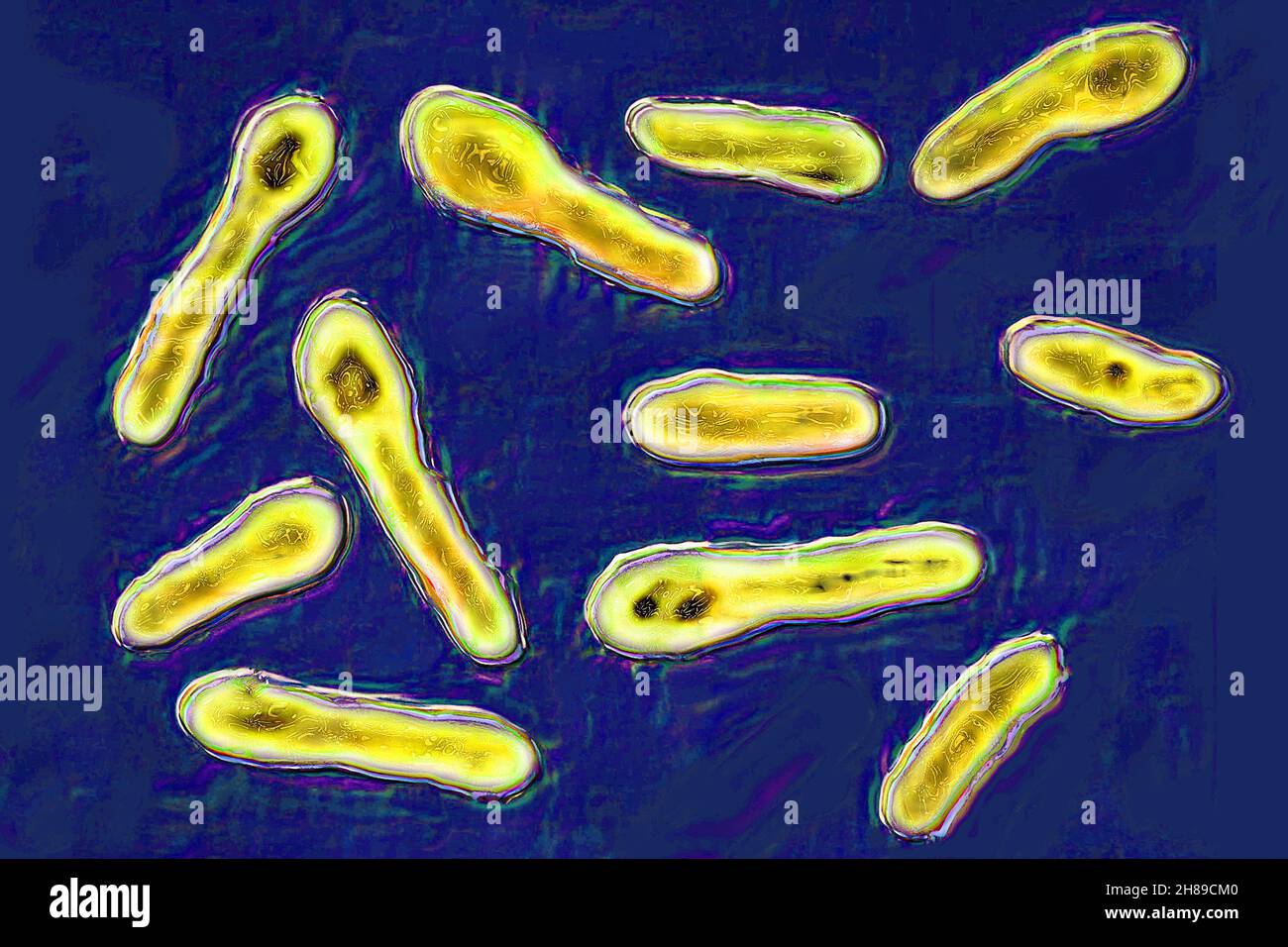 Clostridium botulinum Fotos und Bildmaterial in hoher Auflösung Alamy