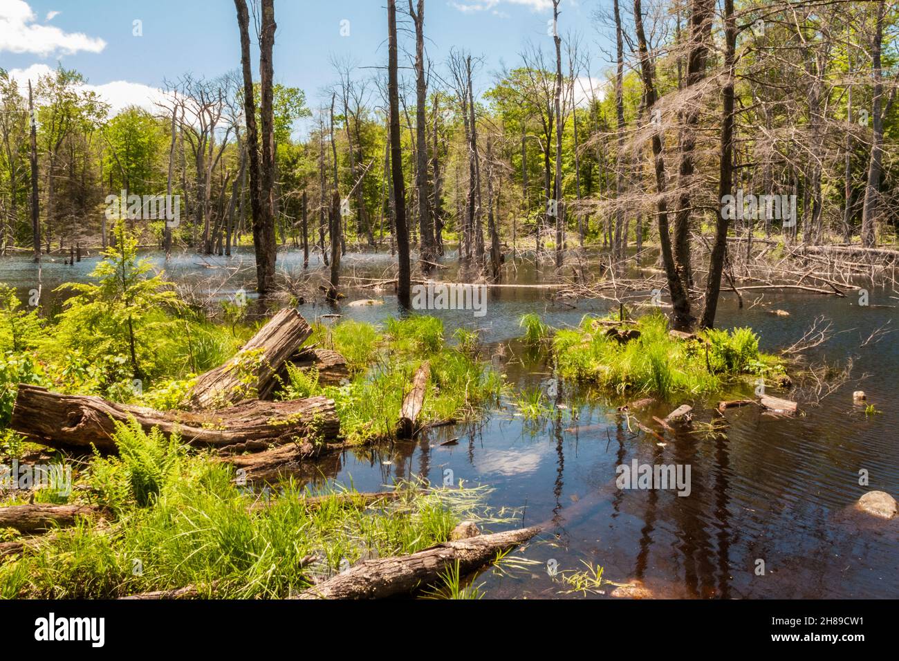 Ein Sumpfgebiet in Rutland, MA Stockfoto