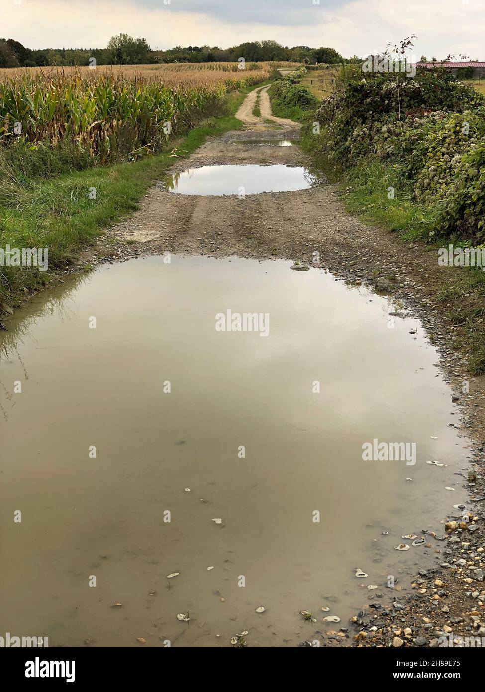 Überflutete Landstraße Stockfoto