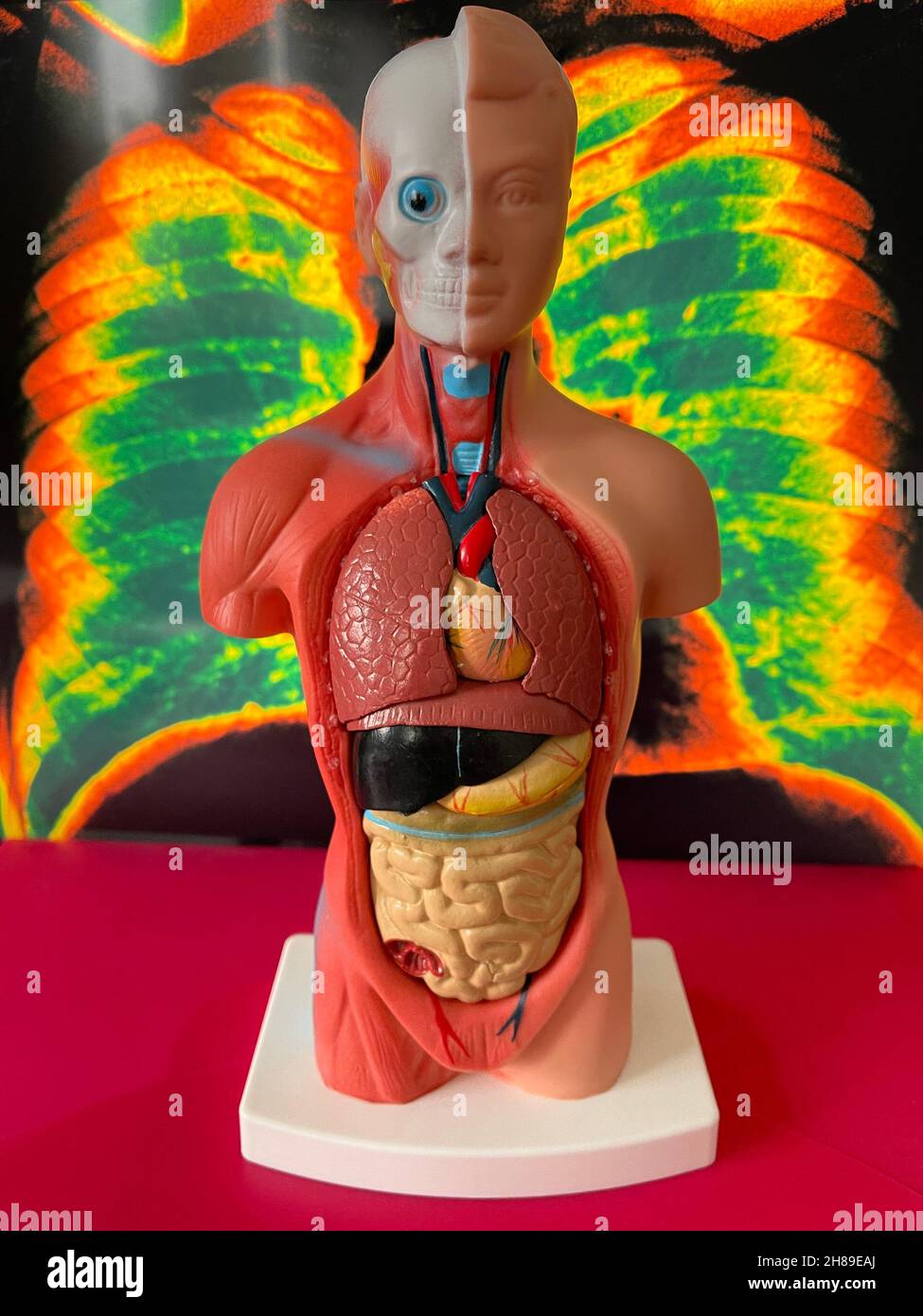 Anatomisches Modell Stockfoto