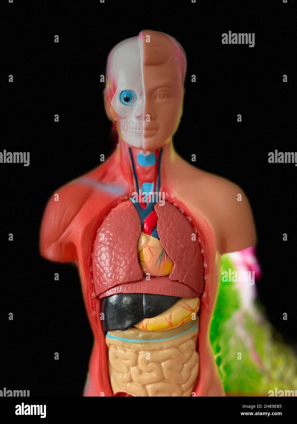 Anatomie Stockfoto