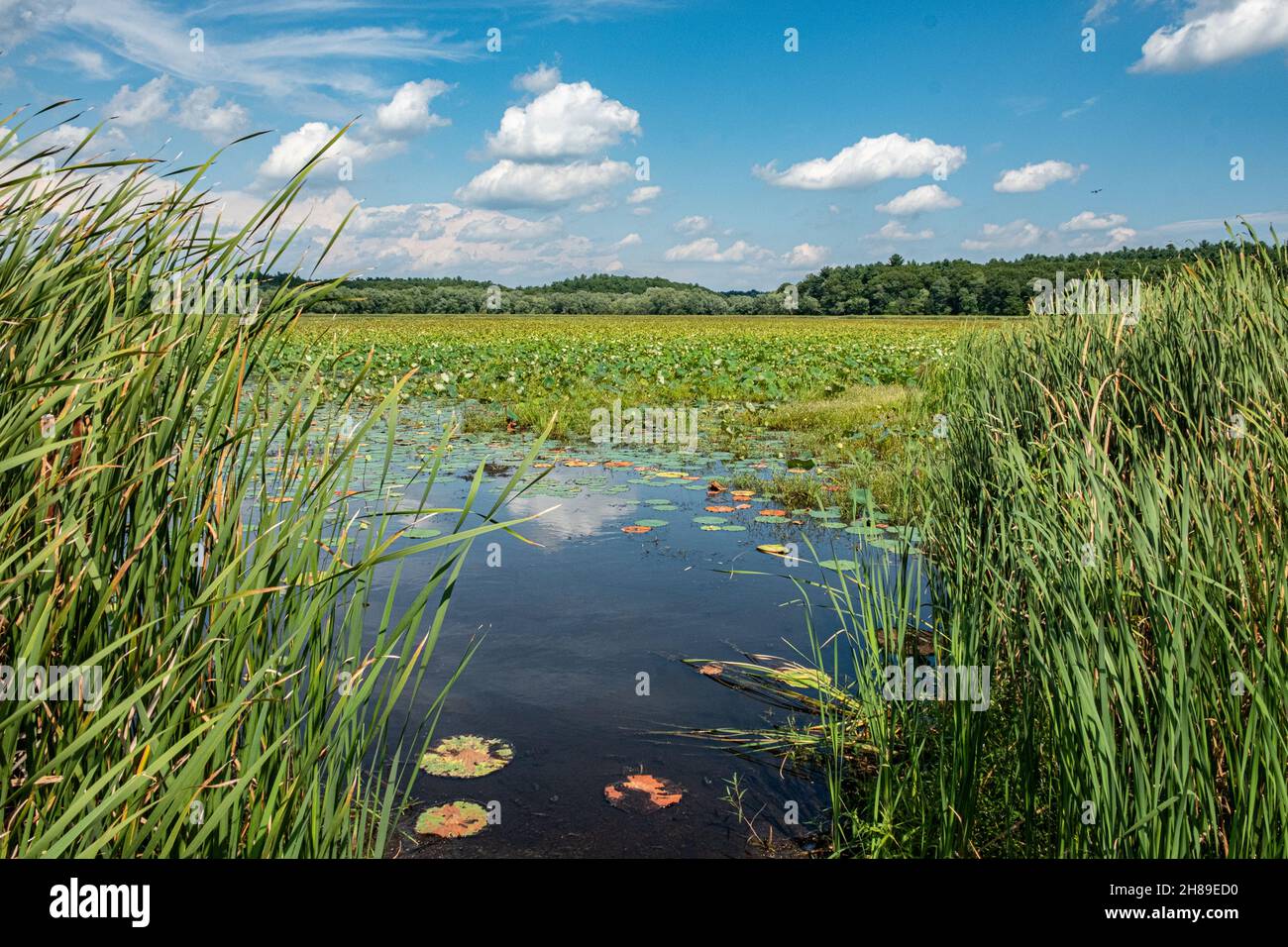 Great Meadows National Wildlife Refuge in Concord, Massachusetts Stockfoto