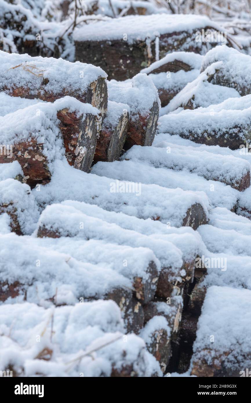 Schneebedeckte Holzkiefern, gestapelt für Brennholz Stockfoto