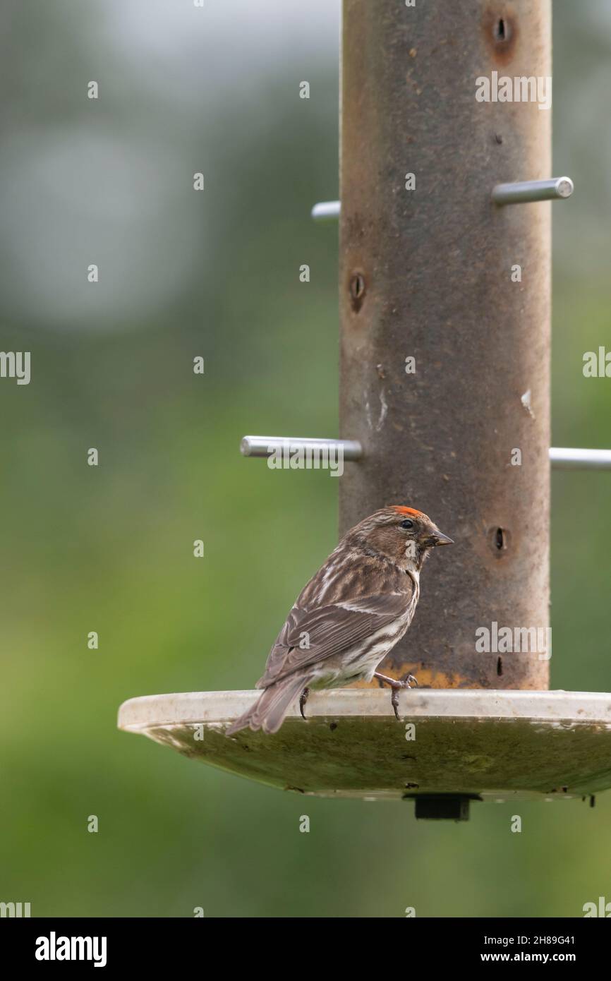 Ein kleiner Rotbummel (Carduelis Cabaret) auf einem Nyger Seed Garden Bird Feeder Stockfoto
