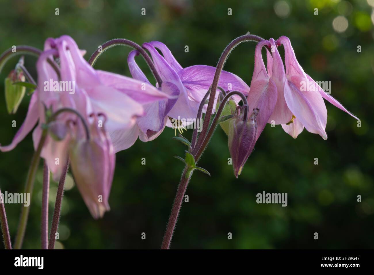 Eine Nahaufnahme einer kleinen Gruppe von Pink & Mauve Grannys Hauben (Aquilegia Vulgaris) Blütenköpfen in Sonnenschein Stockfoto