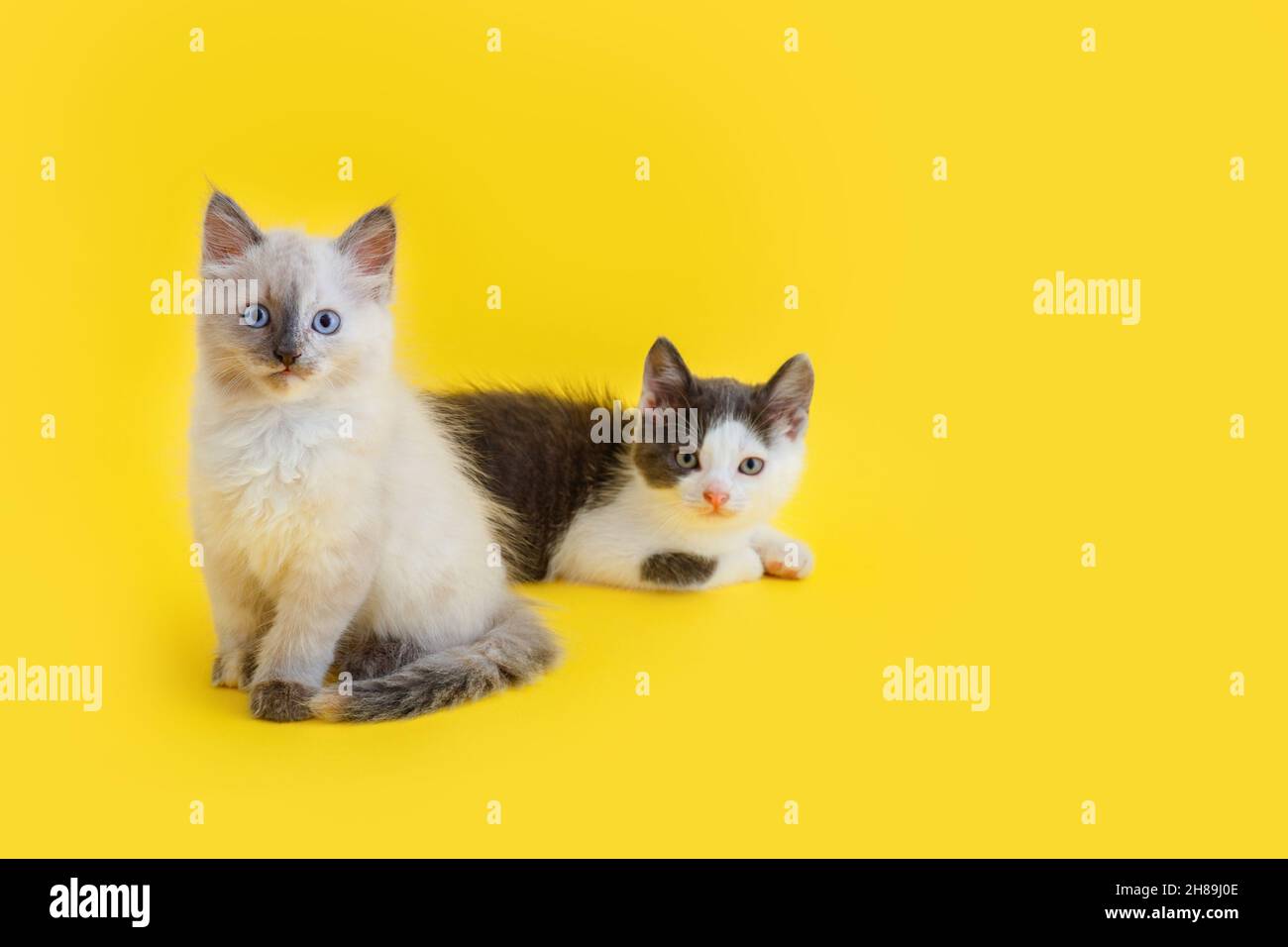 Eine Gruppe von zwei 2 Jungtieren sitzt isoliert auf gelbem Hintergrund mit Kopierraum zusammen. Kleine weiße Kätzchen und graue Katze isoliert auf farbigem Hintergrund. Kat Stockfoto