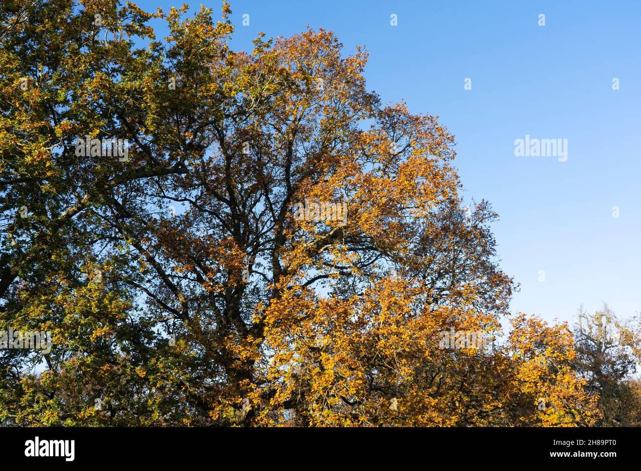 Die englische Eiche (gemeine oder Pedunculate Eiche - Quercus robur) mit goldgelben und orangen Blättern im Spätherbst / Herbst in Worcestershire, England Stockfoto
