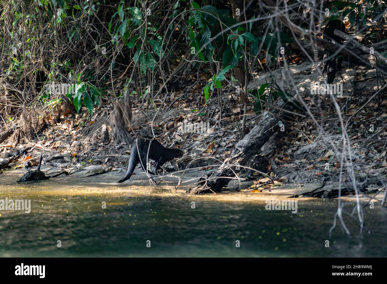 Riesige Otter fischen im Cristalino-Fluss im Mato Grosso-Staatsgebiet des Amazonas Stockfoto