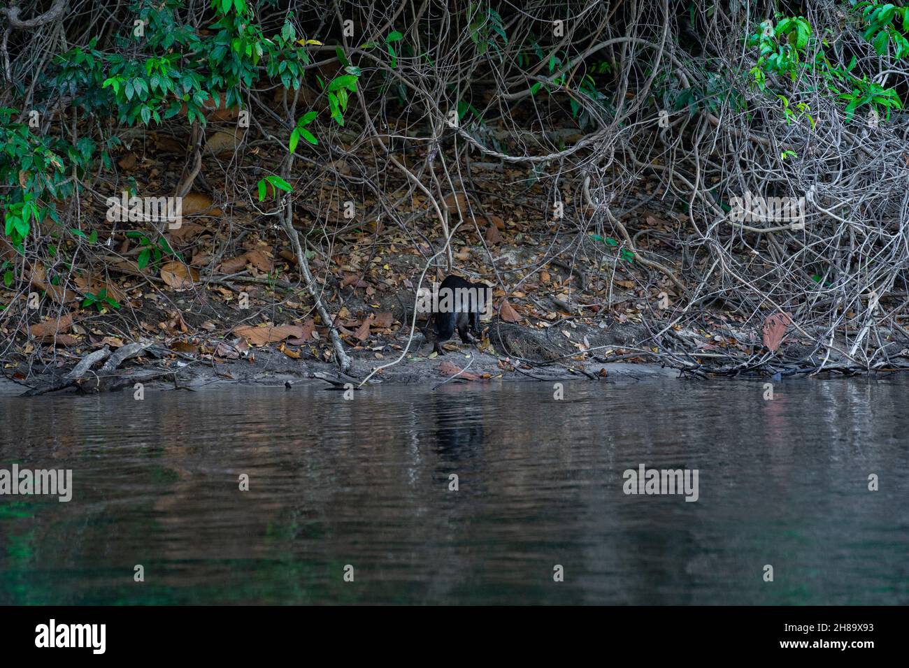 Riesige Otter fischen im Cristalino-Fluss im Mato Grosso-Staatsgebiet des Amazonas Stockfoto