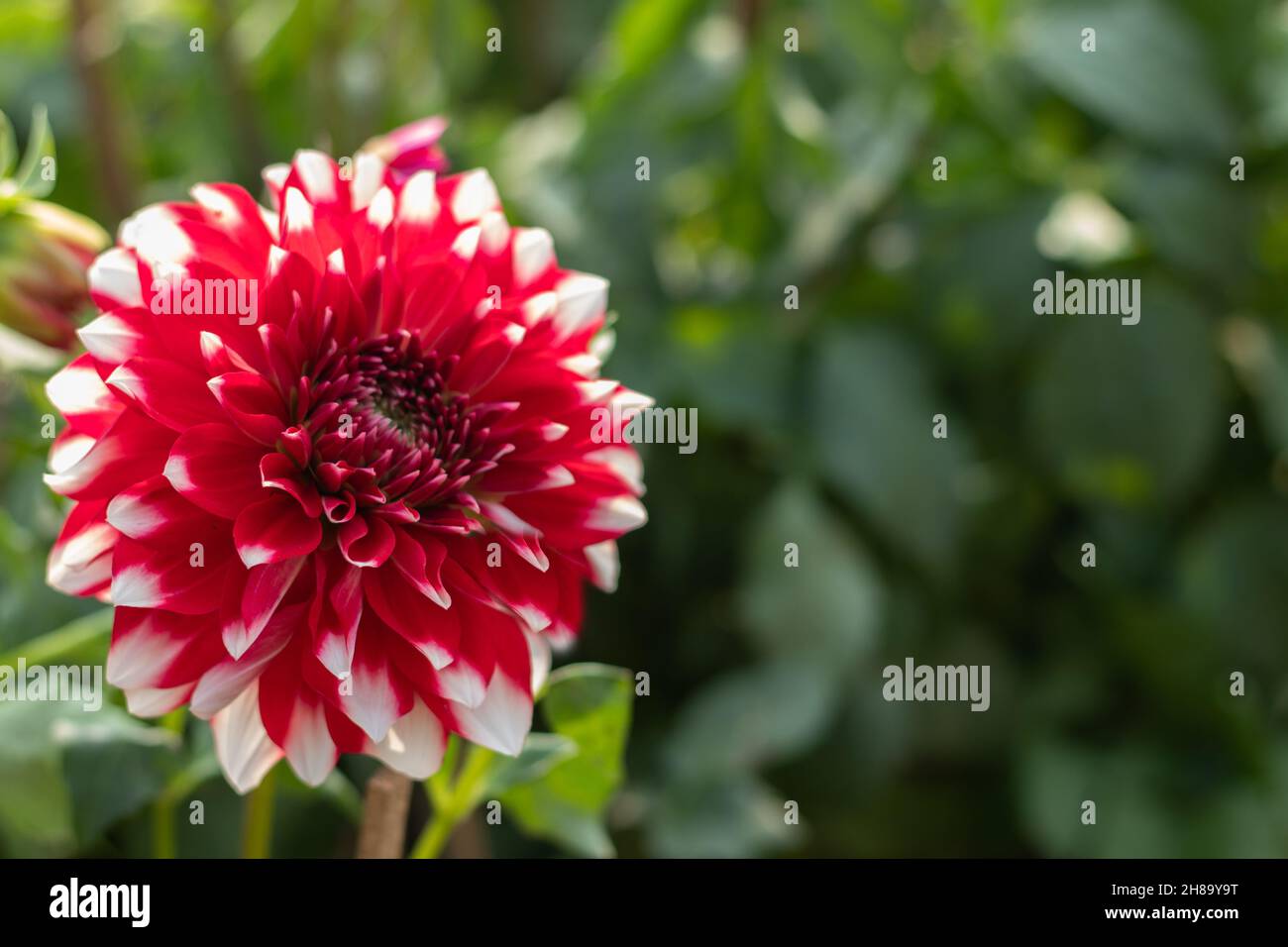 Rot und Weiß Multicolor Fubuki auch bekannt als Dahlia, Dalia Phool mit weißen Spitzen oder Fan ist Gattung der Sonnenblume, Asteraceae Familie. Leuchtend Blühende Flo Stockfoto