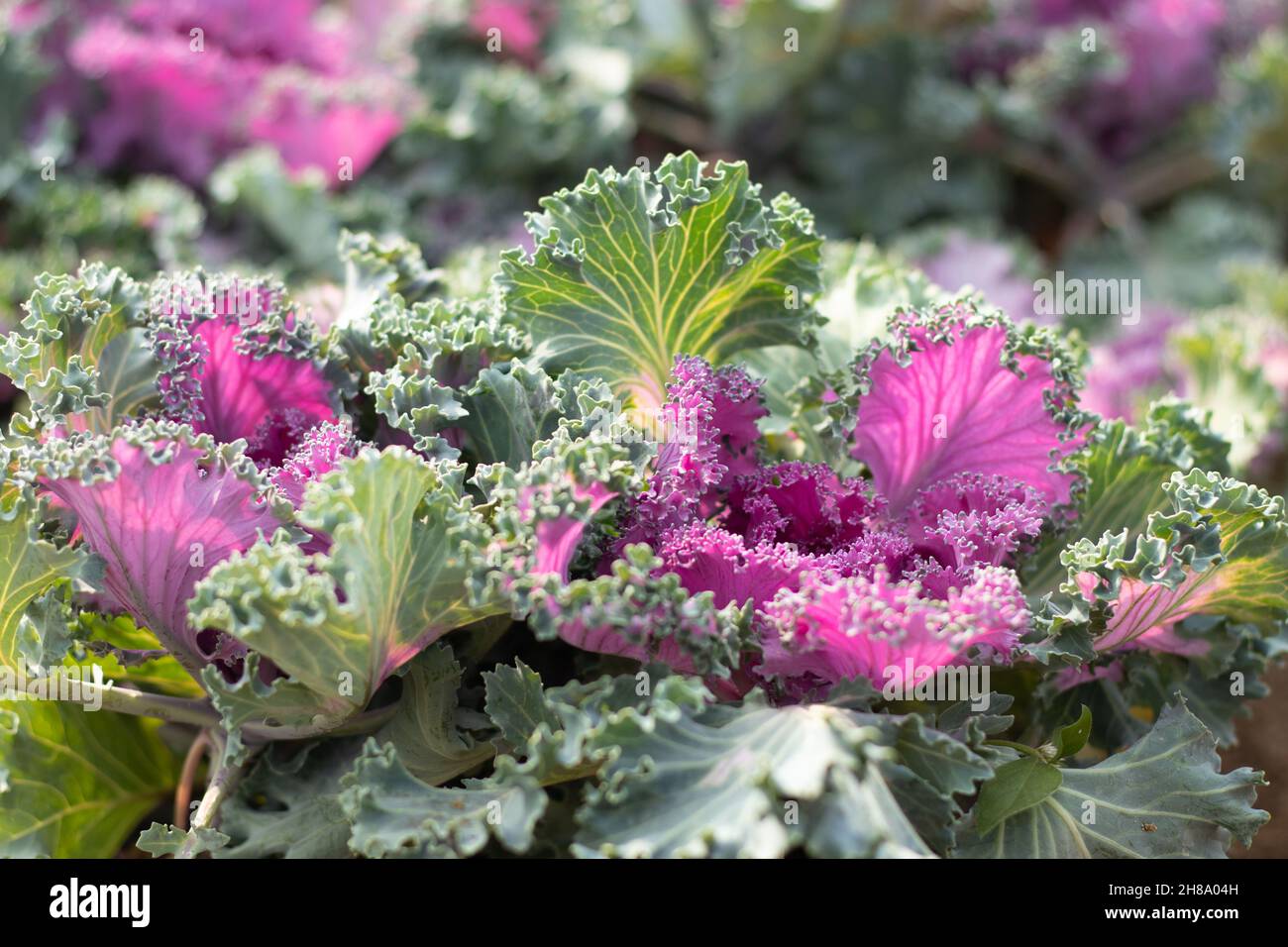 Purple, Pink Und Green Curly Cabbage Wie Die Ornamental Kale Plant Ist Eine Gattung Der Brassica Oleracea. Selektiver Fokus Auf Bright Blooming Culinary Hybrid Leav Stockfoto