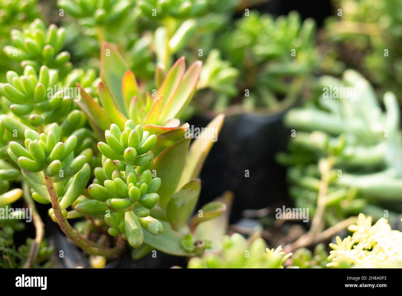 Selective Focus Zylindrisch Geformte Blätter Der Roten Und Grünen Sedum Gelee Bohnen Rubrotinctum Pflanze. Aufnahme Bei Tageslicht Mit Verschwommenem Hintergrund Stockfoto