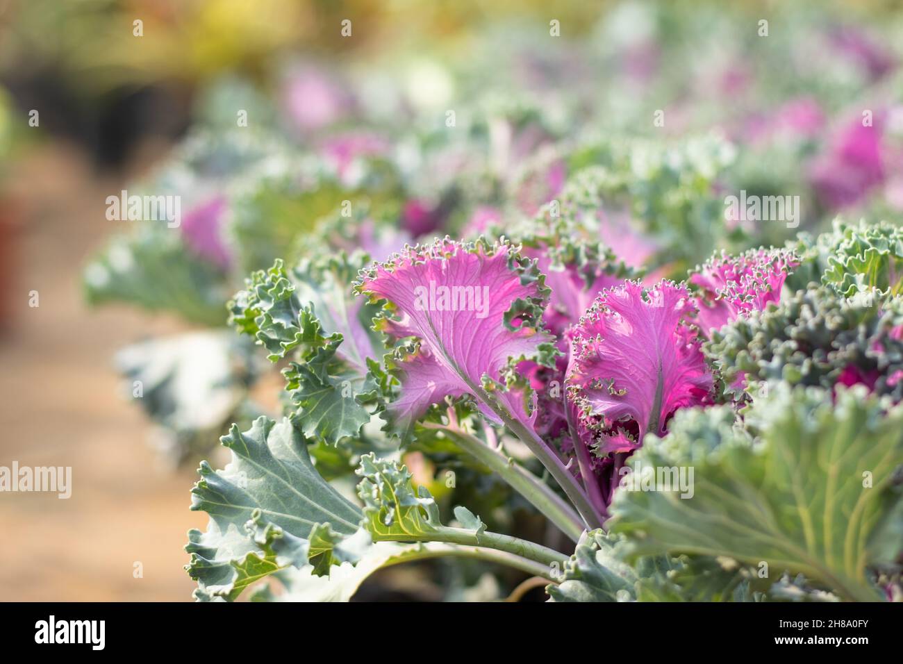 Purple, Pink Und Green Curly Cabbage Wie Die Ornamental Kale Plant Ist Eine Gattung Der Brassica Oleracea. Selektiver Fokus Auf Bright Blooming Culinary Hybrid Leav Stockfoto