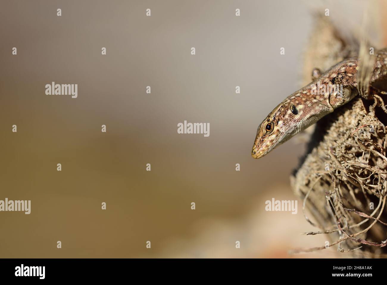 Ein Reptil, eine neugierige Eidechse, blickt von rechts in das Bild, sitzend auf einer Palme. Es gibt viel Platz für Text Stockfoto
