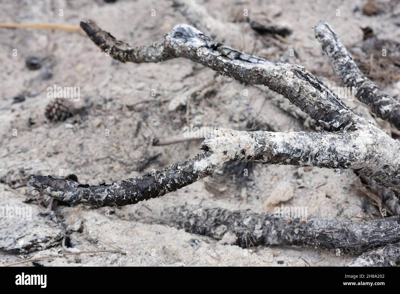 Verkohlte Zweige über einem Haufen kalter Asche, nachdem ein Feuer brennt Stockfoto