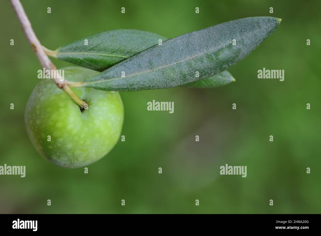 Nahaufnahme einer grünen Olive, die auf einem Ast vor einem grünen Hintergrund in der Natur hängt Stockfoto