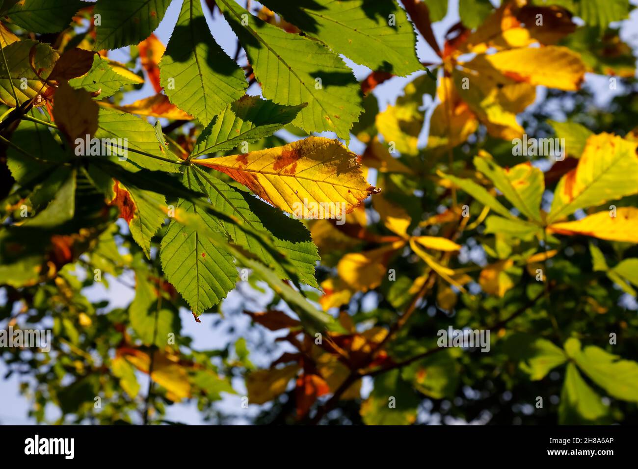Zweige mit Kastanienblättern bilden einen botanischen Hintergrund. Stockfoto
