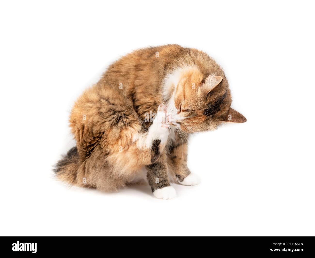 Isolierte Katze Pflege Hinterbein. Süße flauschige weibliche Kitty putzt oder leckt zwischen Zehen und Krallen des Hinterbeines während des Sitzens. Die Zehen sind ausgebreitet. Stockfoto