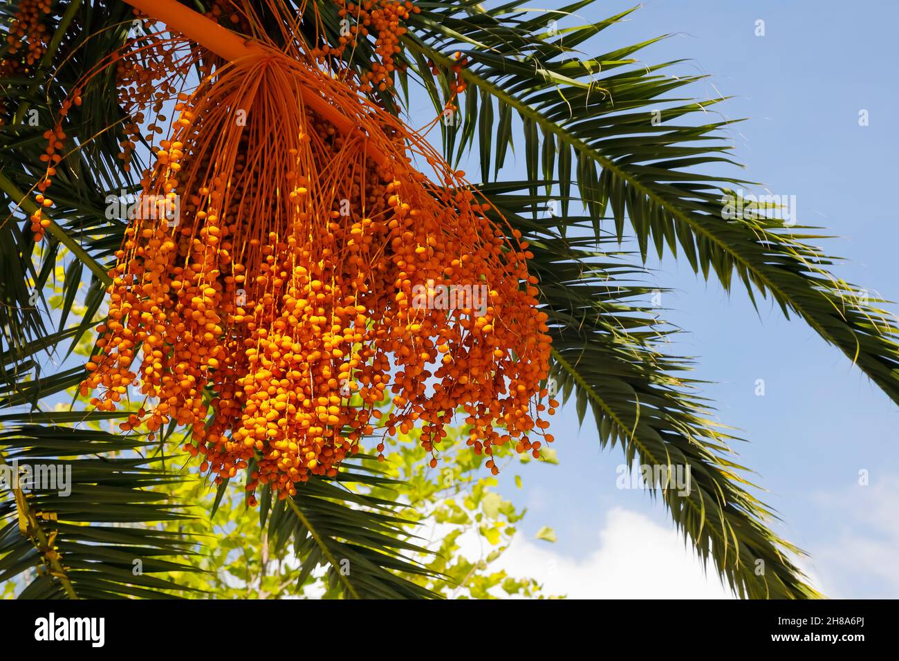 Die Palme mit ihren Früchten und Blättern kann vor blauem Himmel Hintergrund gesehen werden. Stockfoto