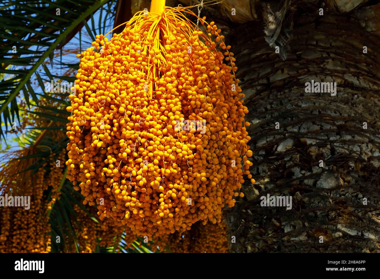 Früchte, die noch auf einer Palme wachsen, sind aus der Nähe zu sehen Stockfoto