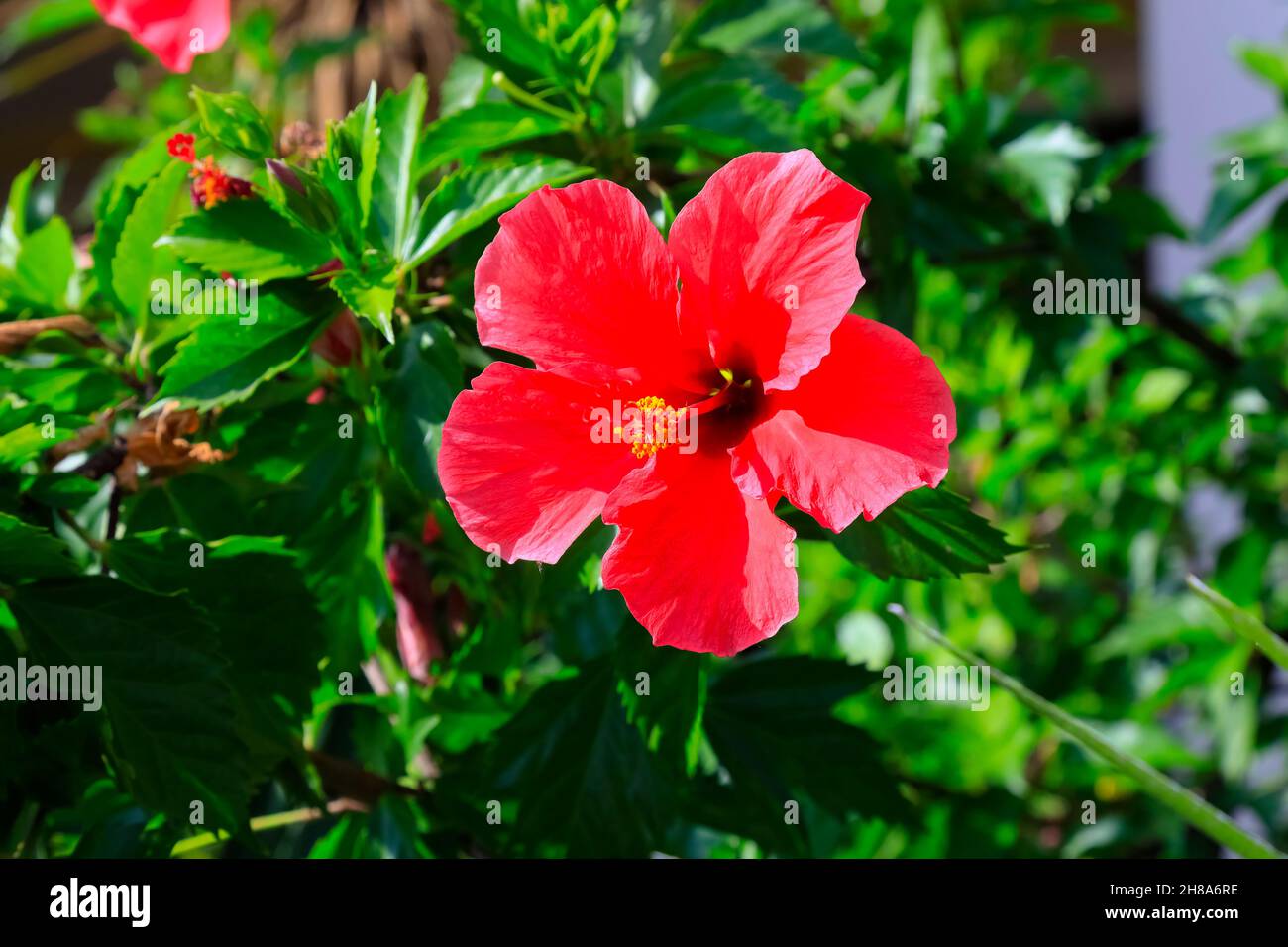 Rote Hibiskusblüte vor grünem natürlichen Hintergrund kann man in einem Garten in Nizza in Frankreich sehen. Stockfoto