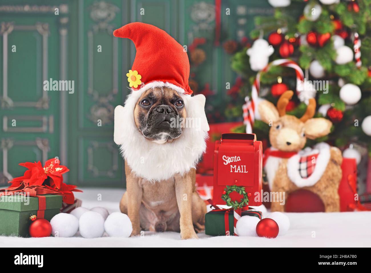 Französischer Bulldogge Hund mit witzigem Weihnachts-Elf Kostüm sitzt vor geschmücktem Baum Stockfoto