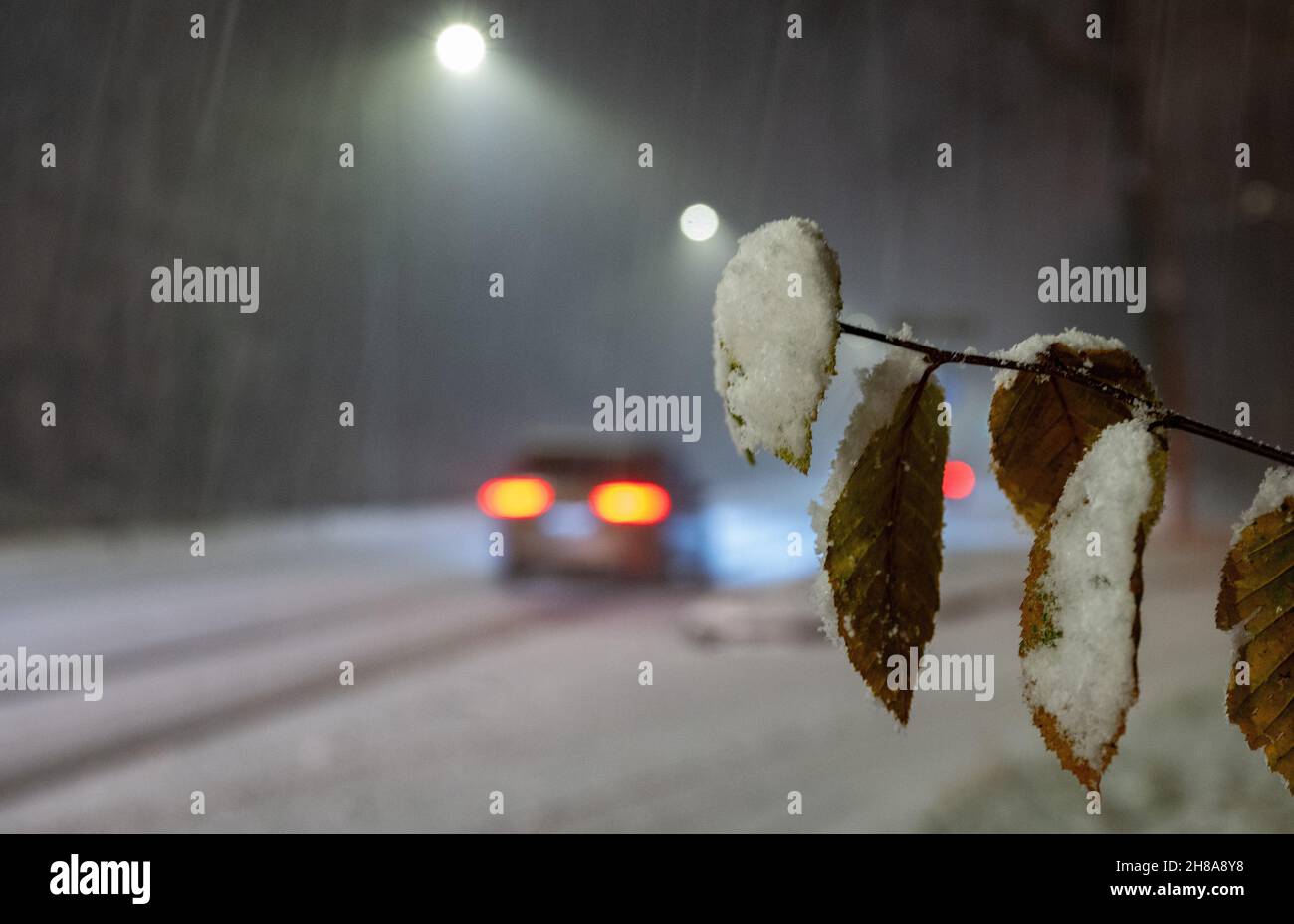 Stuttgart, Deutschland. 28th. November 2021. Schneebedeckte Blätter hängen an einem Ast vor einer verschneiten Straße. Quelle: Bernd Weißbrod/dpa/Alamy Live News Stockfoto