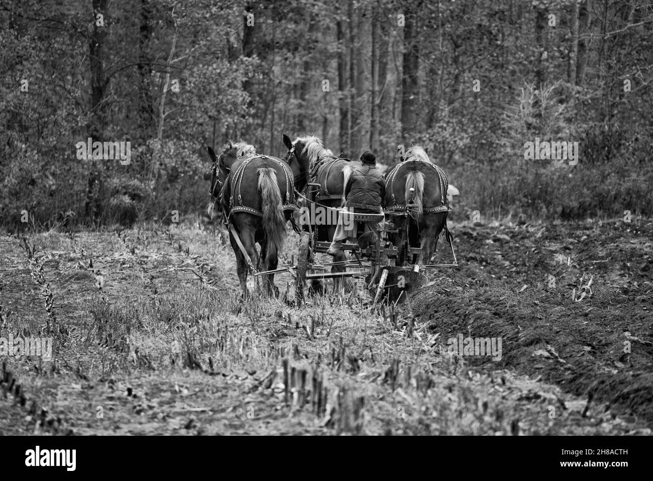 Mennonite pflügen Felder mit Pferden Stockfoto