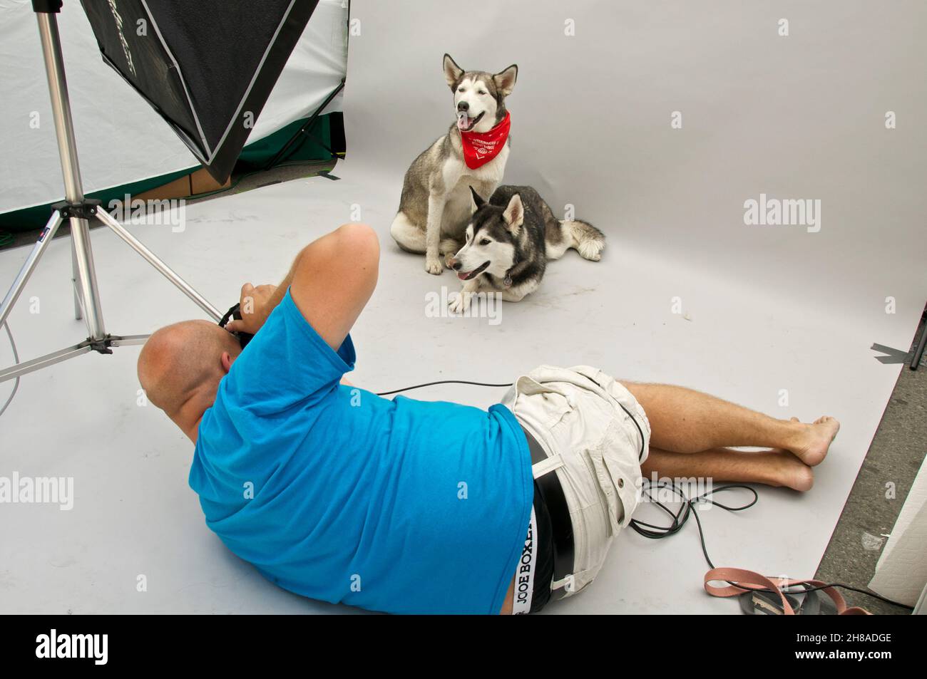 Fotografin fotografiert zwei niedliche junge Hunde in einem Fotostudio Stockfoto