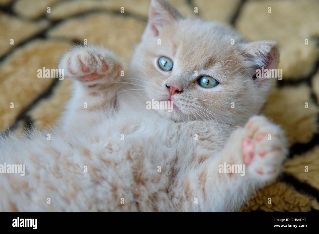 Porträt eines niedlichen Kurzhaar-Kätzchens, das auf dem Rücken liegt und rosa Pfoten zeigt und die Kamera anschaut Stockfoto