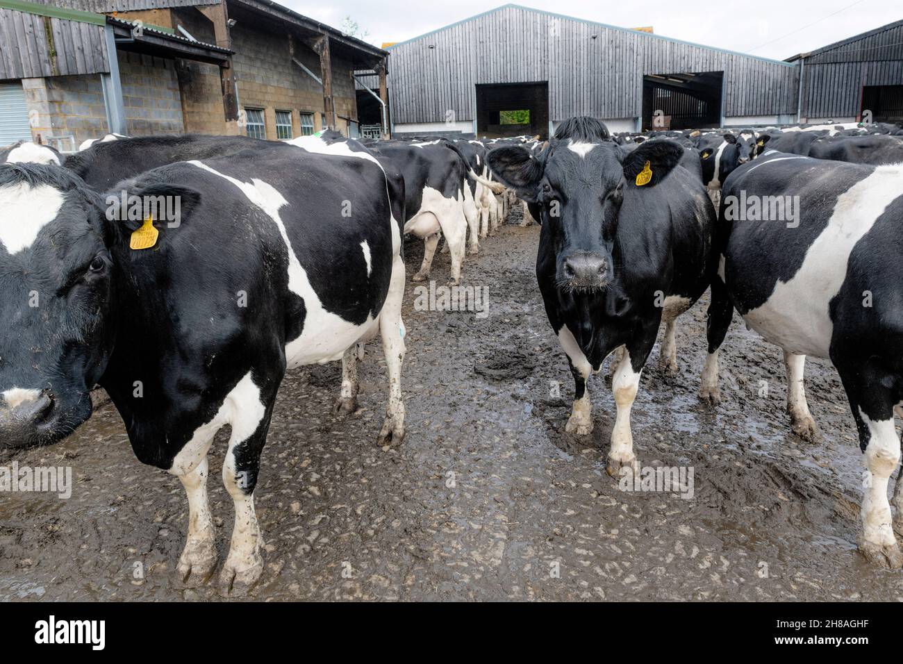 Milchherde von friesischen Kühen, die auf dem Bauernhof im kleinen Dorf Offham, nördlich von Arundel, West Sussex, England, auf das Melken warten Stockfoto
